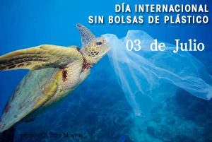 bolsas
